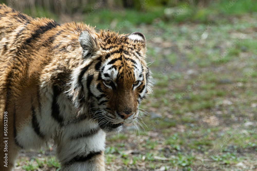 Fototapeta premium カッコいいトラ