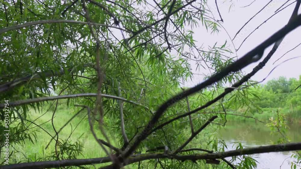 Wildlife in the forest. Green trees, bushes, grass in summer