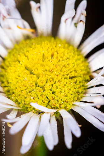 Vertical shot of a common daisy on the blurry background photo