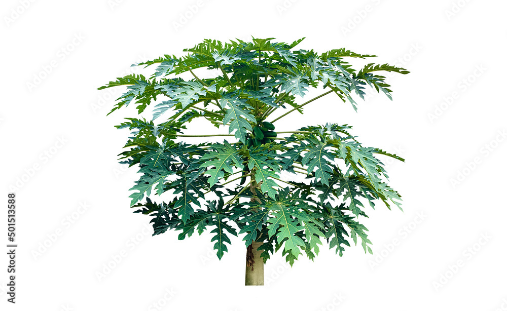 Fototapeta premium Isolated raw and young green papaya tree with clipping paths.
