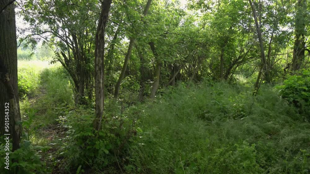 Wildlife in the forest. Green trees, bushes, grass in summer Wildlife in the forest. Green trees, bushes, grass in summer