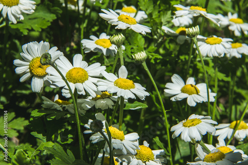 Daisies blooming in spring. Selective focus. Copy space.