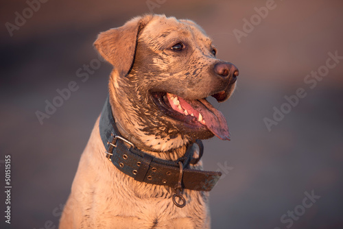 Dirty labrador retriever dog face