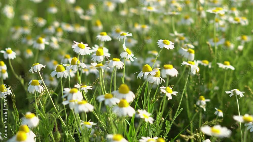 Green grass and daisies in nature. Floral background of white flowers on a summer meadow Green grass and daisies in nature. Floral background of white flowers on a summer meadow