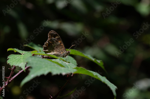 Hipparchia sp. Mariposa marron oscura con ojos posada sobre una hoja. photo
