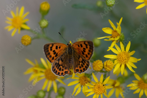 Lycaena virgaureae. Mariposa manto de oro, mariposa anaranjada y marron como puntos negros posada sobre una flor. photo