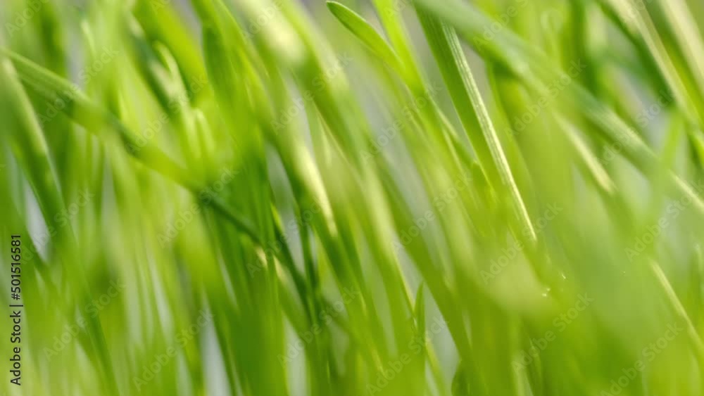 fresh morning water dew drops on vibrant green grass lit by the sun close up slow motion fresh morning water dew drops on vibrant green grass lit by the sun close up slow motion