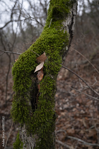 Vertical shot of moss growing on a branch of a tree at the Eisenhower Park in Texas photo