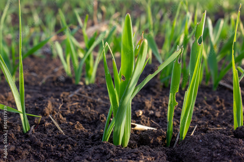 Wheat sprouts sprouted in the soil. Damaged leaves by insect parasites. Soft evening sunlight. Wheat sprouts sprouted in the soil. Damaged leaves by insect parasites. Soft evening sunlight.