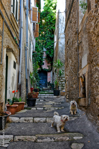 View of dogs on an alley between the old houses of Sezze, a medieval town in the Lazio region