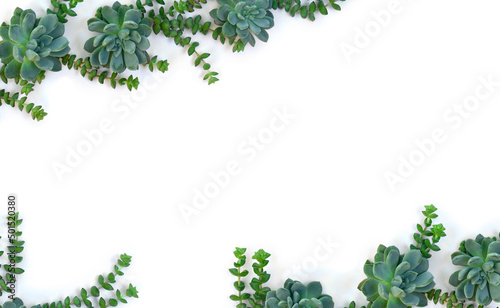 Green blue succulents on a white background with space for text. Top view, flat lay