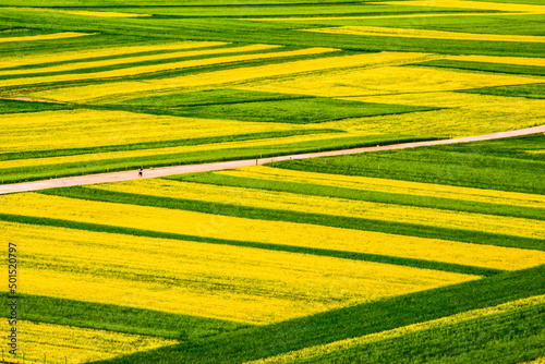 Beautiful scene of large green fields with trees of  Menyuan County, Qinghai, China with a gray sky photo