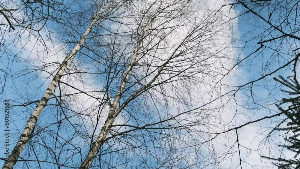 The branches of a leafless tree are swaying in the wind, against a blue sky with clouds. The branches of a leafless tree are swaying in the wind, against a blue sky with clouds.