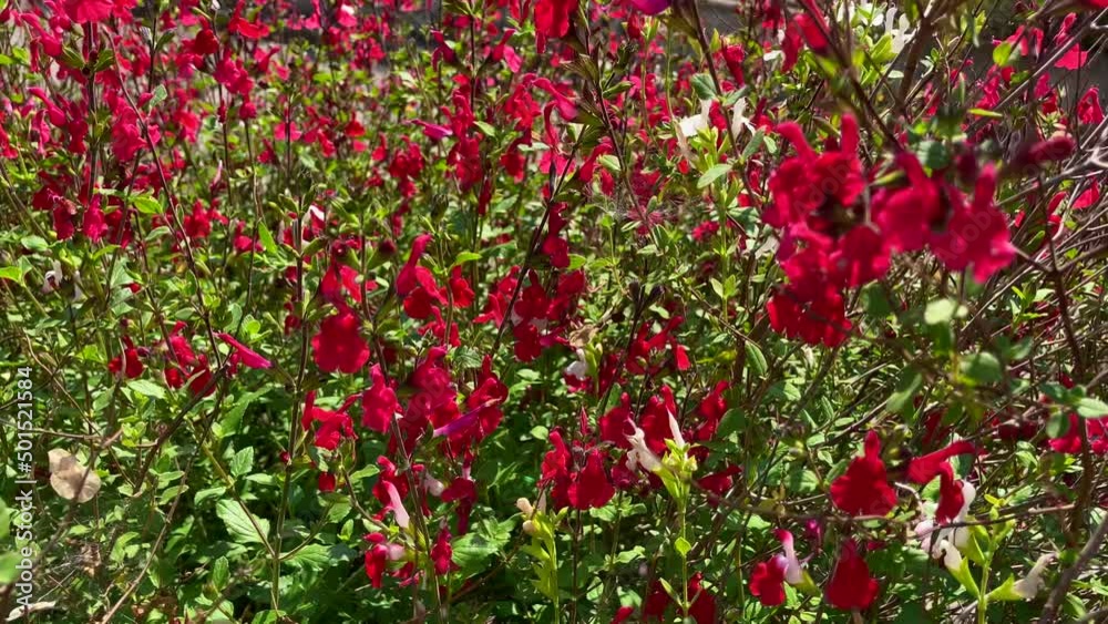 fiori rossi
fiori rossi