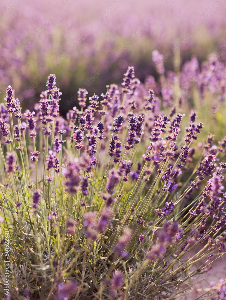 Obraz premium Lavender field with purple flowers