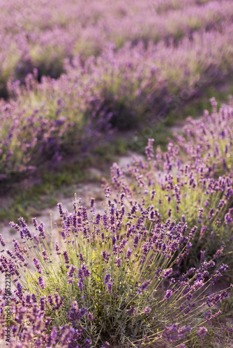 Lavender field with purple flowers