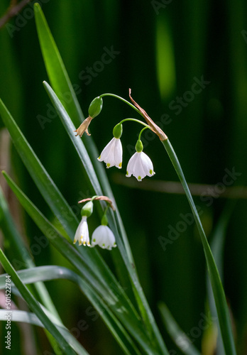 Macrophotographie de fleur sauvage - Nivéole élégante - Leucojum pulchellum photo
