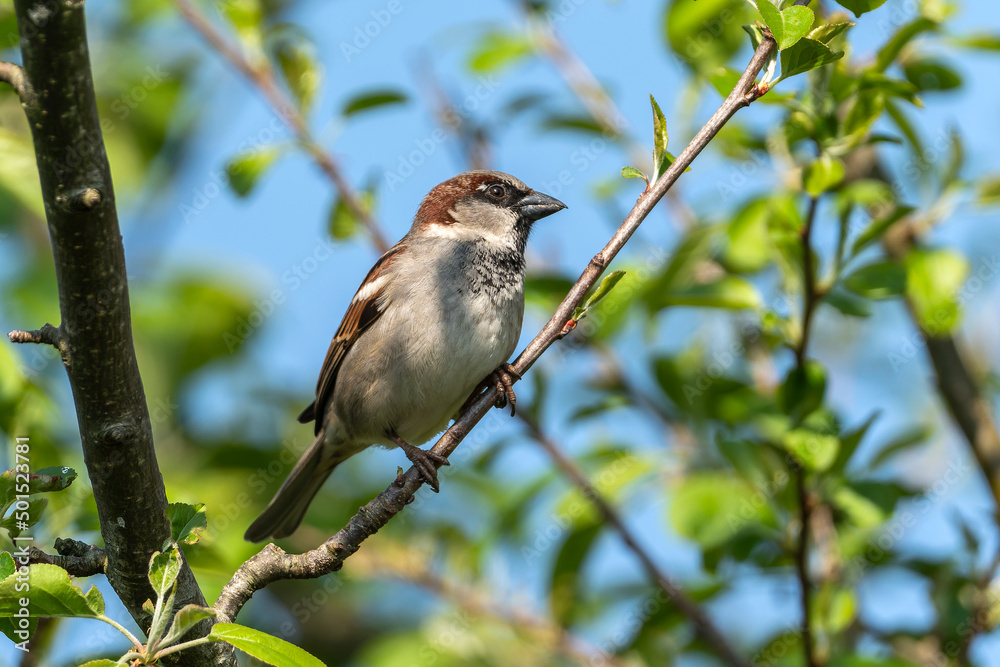 Hedge sparrow or Dunnock, (Prunella modularis) bird perched on a tree branch which is a common garden songbird bird found in the UK and Europe, stock photo image Hedge sparrow or Dunnock, (Prunella modularis) bird perched on a tree branch which is a common garden songbird bird found in the UK and Europe, stock photo image