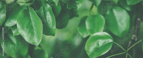 Fotografia, Obraz Panoramic close-up background with fresh young foliage of the pear tree