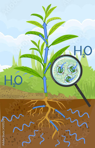Scheme of plant transpiration and stomatal complex of green leaf under magnifying glass