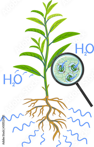 Scheme of plant transpiration and stomatal complex of green leaf under magnifying glass isolated on white background