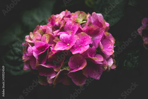 primer plano de una hortensia rosa