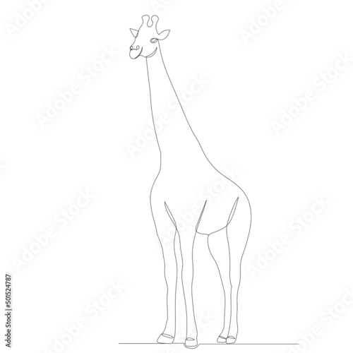 giraffe continuous line drawing, sketch vector