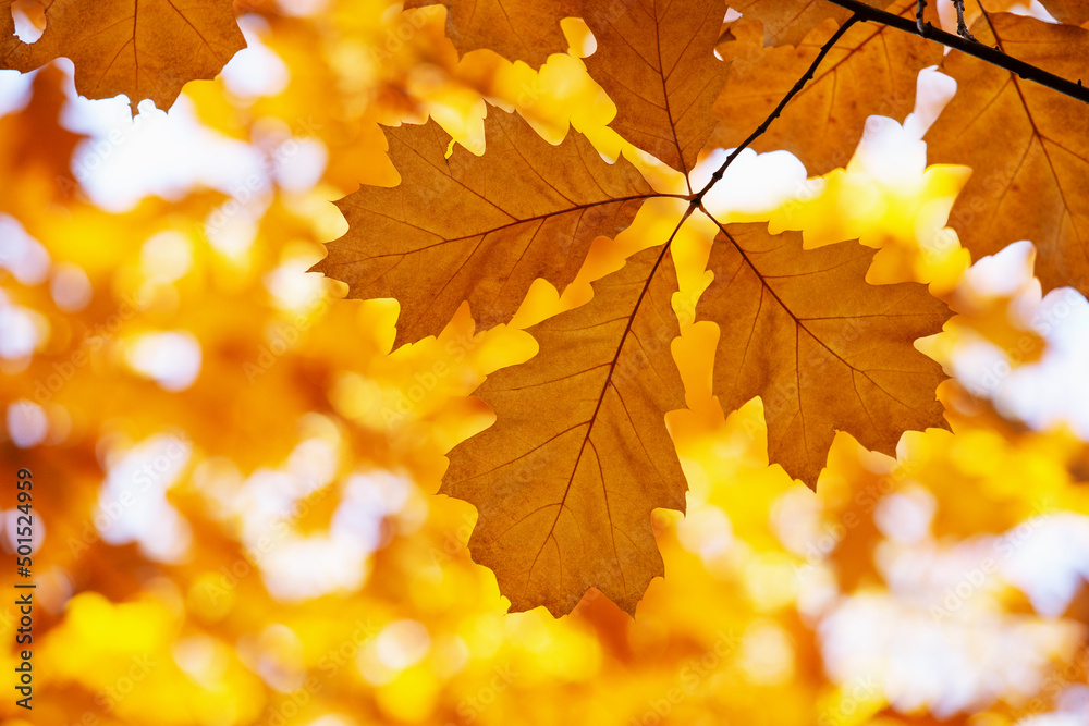 Obraz premium Yellow maple leaves on a twig in autumn