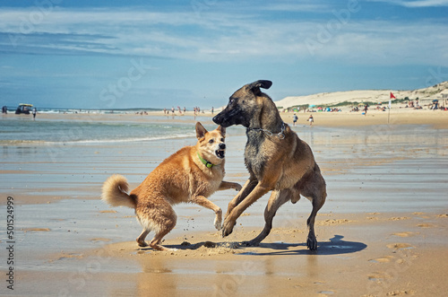 Obraz na płótnie Two playful dogs on the beach. Fighting dogs.