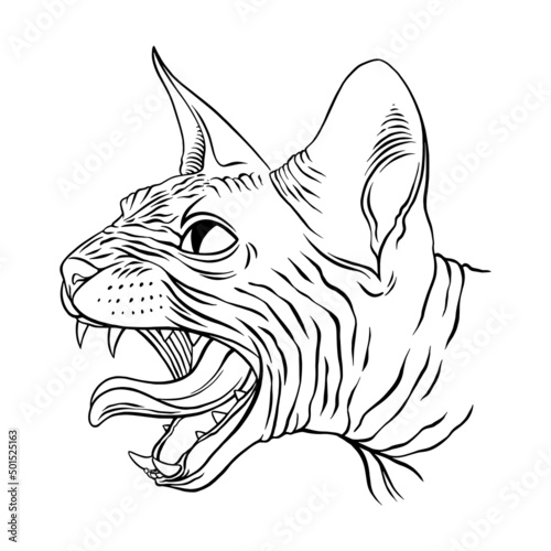 Angry Sphinx cat portrait
