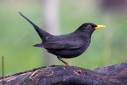 blackbird on a branch