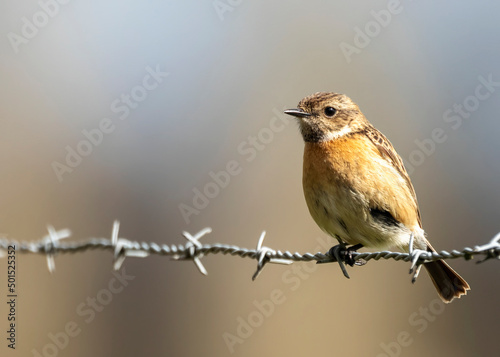 robin on a branch