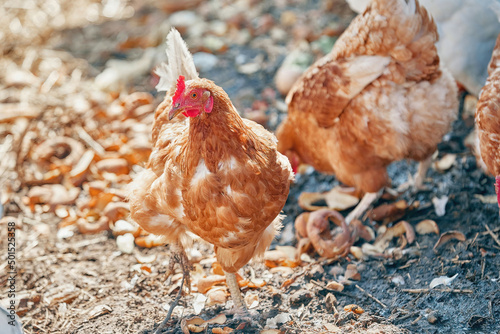 domestic chickens run on the ground at the home farm