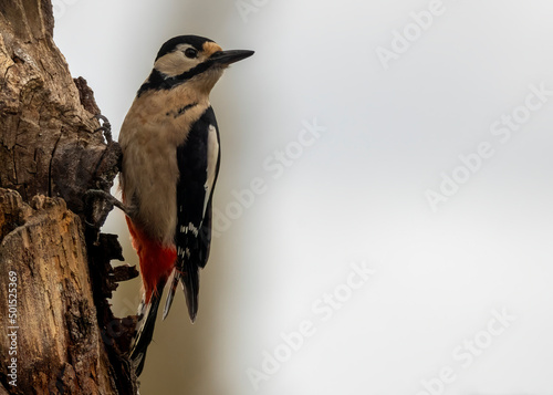 spotted woodpecker on tree