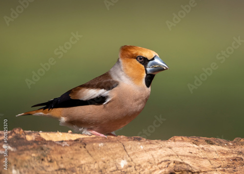 red backed shrike on a branch