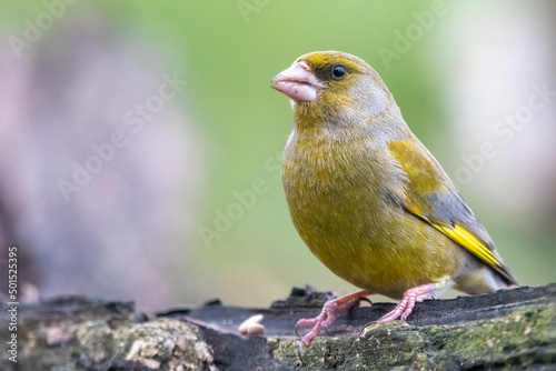 red and yellow bird