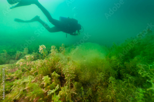 SCUBA diver exploring a murky inland lake with large algae mass