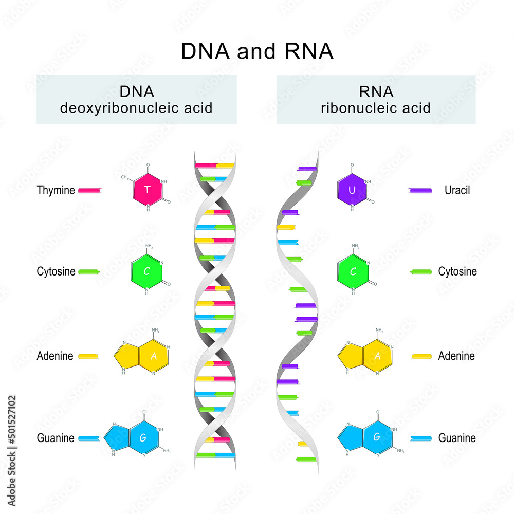 DNA and RNA. differences in the structure of the DNA and RNA molecules