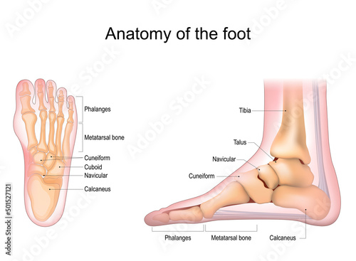 Foot anatomy. Human foot with the name and description of all bones and sites. top view and side view. Arches of the feet. skeleton anatomy.