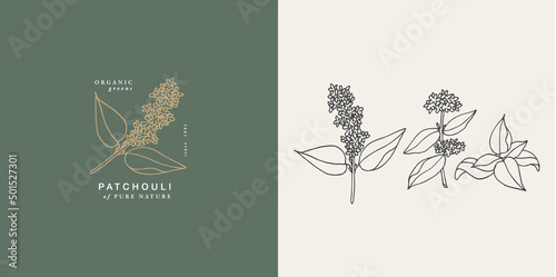 Vector illustration patchouli branch - vintage engraved style. Logo composition in retro botanical style.
