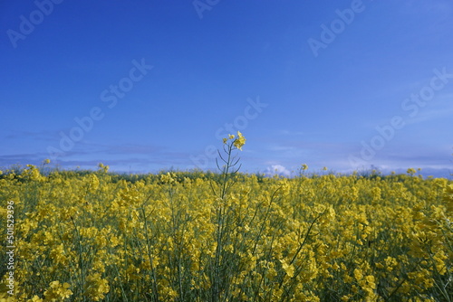 菜の花畑