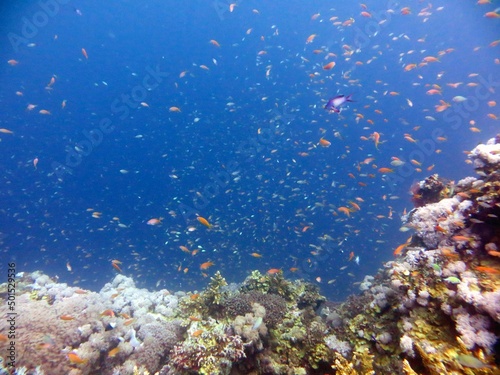 Fototapeta Naklejka Na Ścianę i Meble -  red sea fish and coral reef