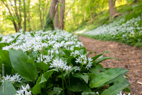 Blooming flower carpet on the slopes of the rolling hills, covered with wild garlic plants in the Savelsbos forest near Maastricht. The flowers spread a typical smell of garlic photo