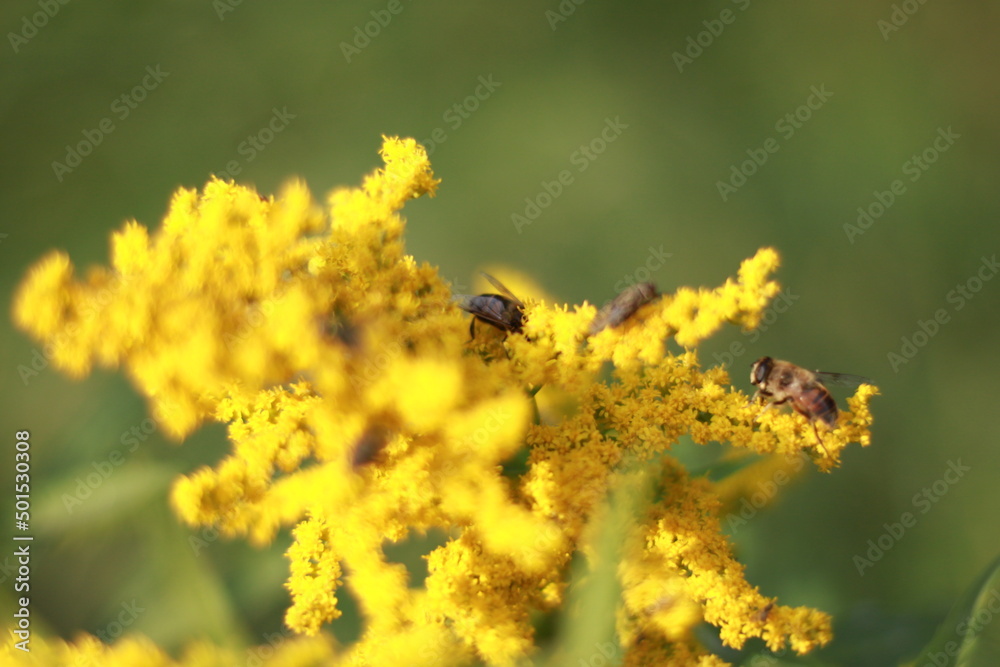 bright yellow flower and bee. Pollination
blossom of a little honeybee. apis helping nature to bloom.
bright yellow flower and bee. Pollination
blossom of a little honeybee. apis helping nature to bloom.