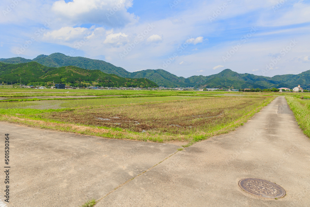 Fototapeta premium 丹波篠山の田舎の風情「田んぼ」