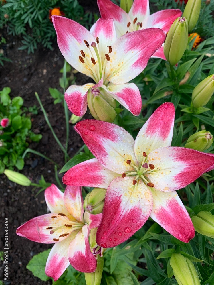 Flowers in the garden of large lilies. Lilium, Blooming pink delicate flower .Pink Stargazer Close-up of pink lilies. Summer Flowers in the garden of large lilies. Lilium, Blooming pink delicate flower .Pink Stargazer Close-up of pink lilies. Summer