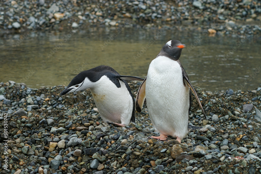 Naklejka premium Antarctica gentoo penguins on the snow ground and cold water