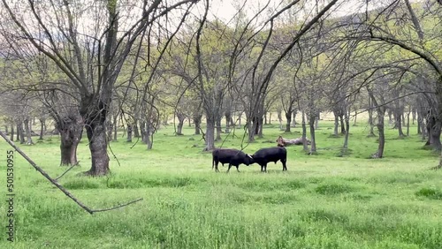 Spanish Brave Bulls, bred to be killed later during the savage and retrograde bullfights, 4k resolution