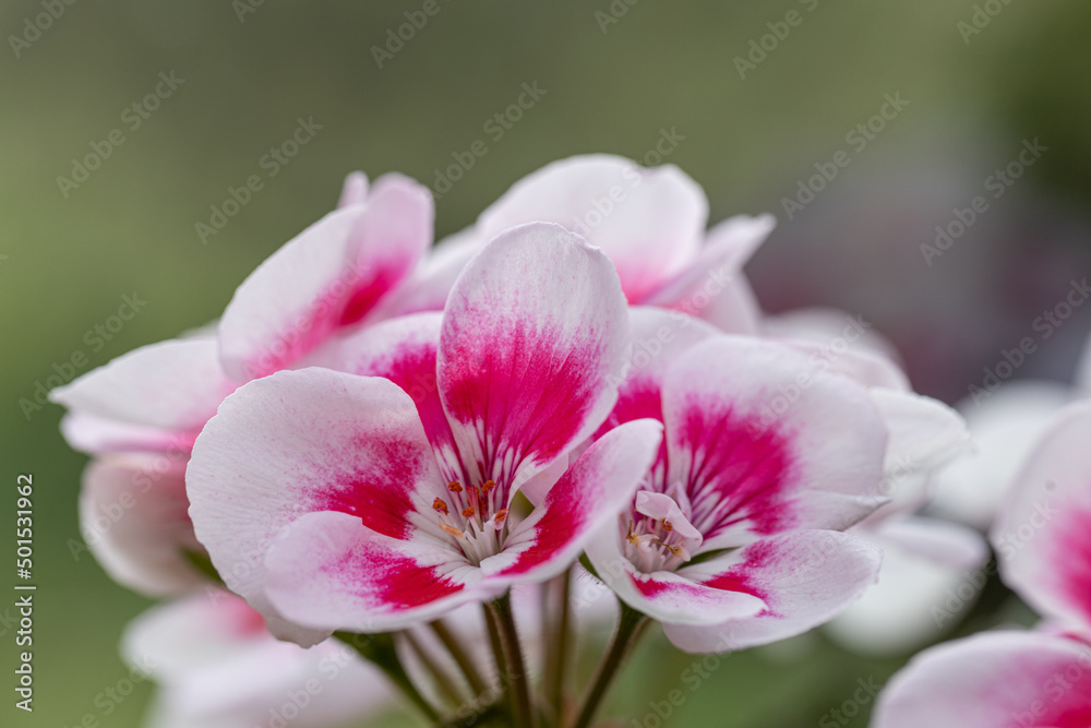 Close-up beautiful white and pink blossom Geranium flowers and leaves with blur background. Famous pelargonia in the garden Close-up beautiful white and pink blossom Geranium flowers and leaves with blur background. Famous pelargonia in the garden