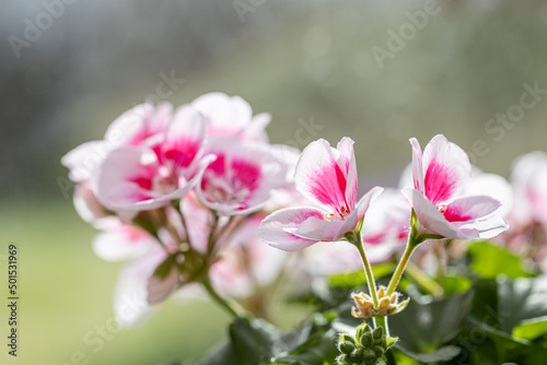 Fototapeta Naklejka Na Ścianę i Meble -  Close-up beautiful white and pink  blossom Geranium flowers and leaves with blur background. Famous pelargonia in the garden